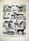 Original Old Antique Print 1875 Dog Hound Show Alexandra Palace Feeding 19th