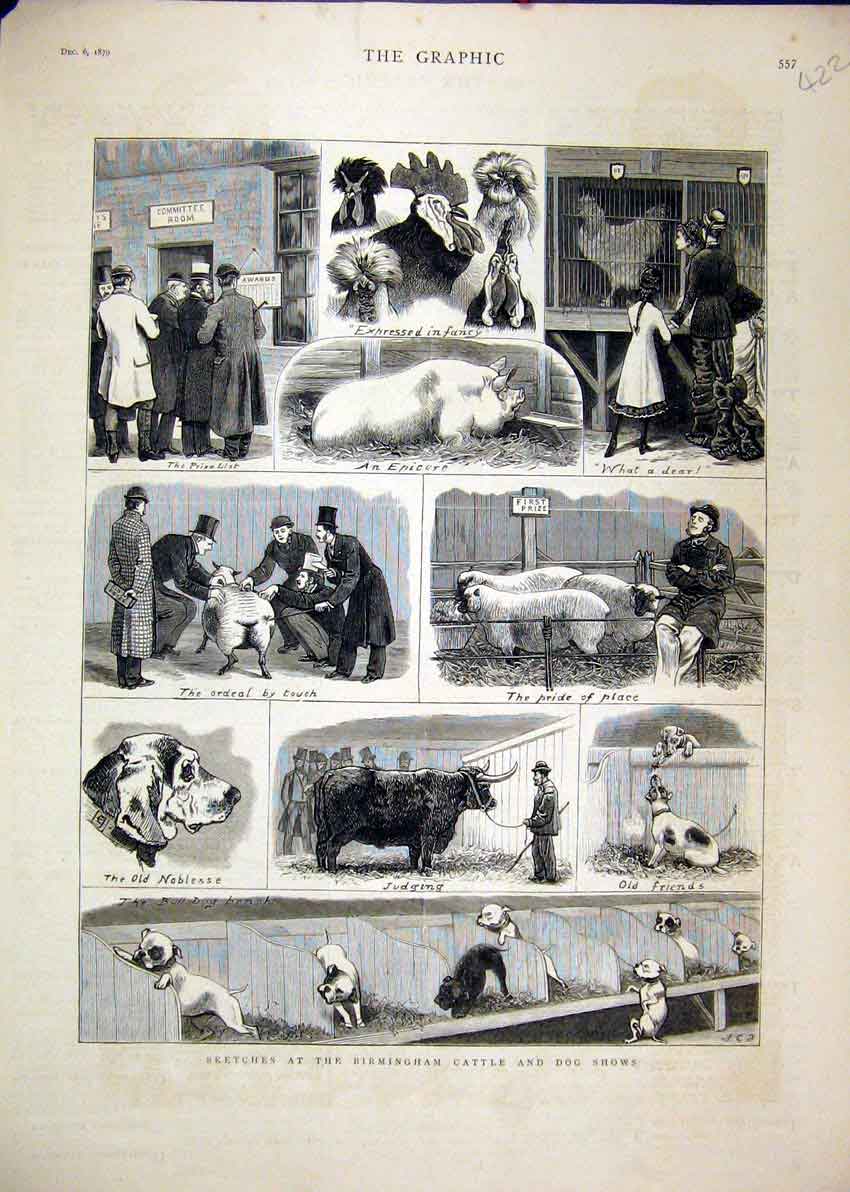 Original Old Antique Print Birmingham Cattle Dog Show 1879 Sheep Pigs Cockerel