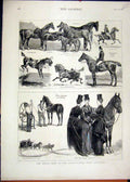 Original Old Antique Print Horse Show Agricultural 1876 Islington Horse Grooming