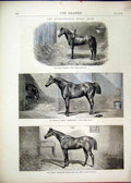 Original Old Antique Print 1870 Metropolitan Horse Tommy Alcibiade Expectation