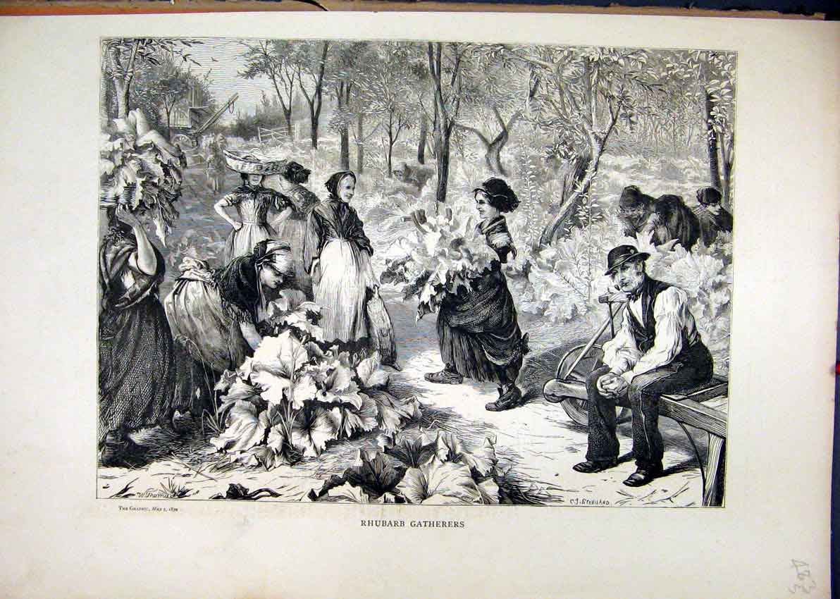 Original Old Antique Print 1870 Rhubarb Gathering Country Field Women Working