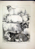 Original Old Antique Print 1870 Royal Agricultural Show Oxford Prize Cows Sheep