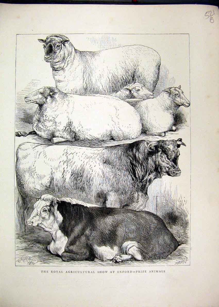 Original Old Antique Print 1870 Royal Agricultural Show Oxford Prize Cows Sheep