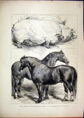 Original Old Antique Print 1870 Royal Agricultural Show Oxford Prize Horses Pigs
