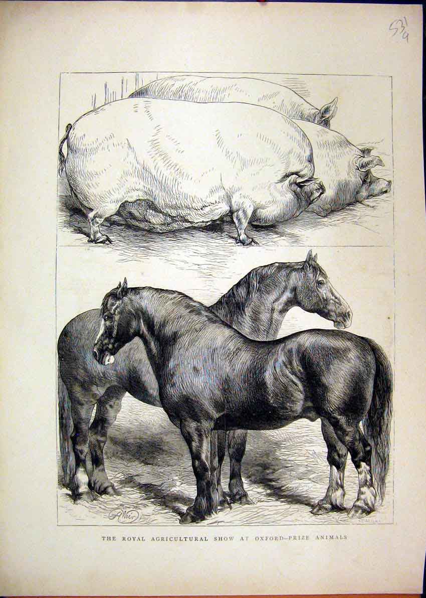 Original Old Antique Print 1870 Royal Agricultural Show Oxford Prize Horses Pigs