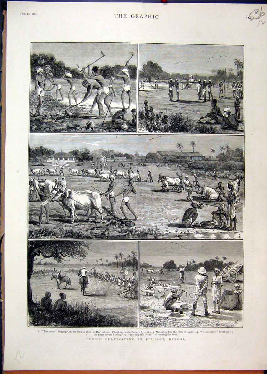 Original Old Antique Print Indigo Cultivation Tirhoot Bengal 1881 Ploughing 19th