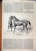 Original Old Antique Print 1884 Horse Duke Albany Charger Scottish Sier Kilt