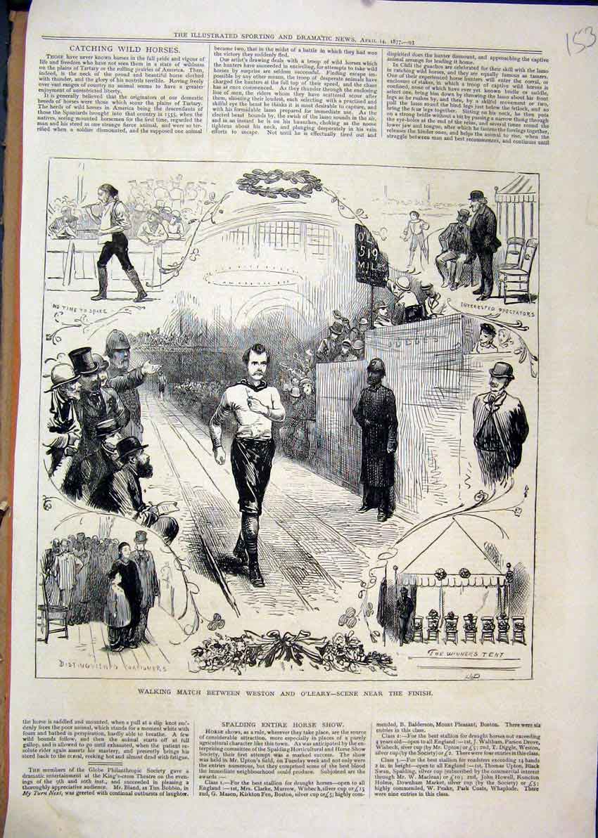 Original Old Antique Print Walking Match Weston O'Leary 1877 Scene Finish Winner