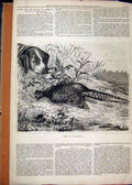 Original Old Antique Print Dog Dead Grouse River 1878 Country Scene Hunting 19th