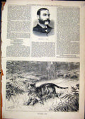 Original Old Antique Print Portrait Late Grace 1880 Cat Hunting Rabbit Country