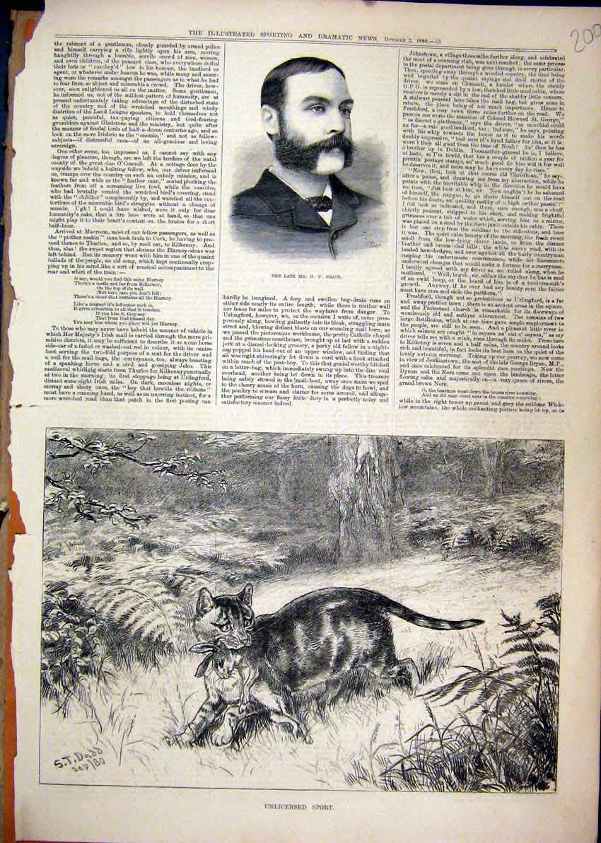 Original Old Antique Print Portrait Late Grace 1880 Cat Hunting Rabbit Country