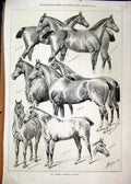 Old Antique Print Thomas Lennard Hunters 1877 Horses Crocus Munster Rossa 19th