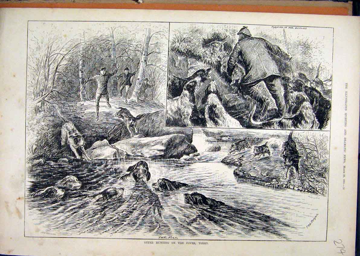 Original Old Antique Print Otter Hunting 1884 Cover River Yorks Dogs Victorian