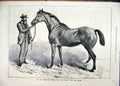 Original Old Antique Print 1878 Horse Corporal Ash Charge Light Brigade 19th
