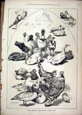 Old Antique Print Prize Winners Granville Poultry Show 1877 Chickens Duck 19th