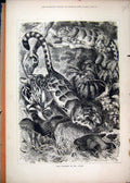 Original Old Antique Print 1877 Grey Leopards Jungle Birds Wild Animals 19th