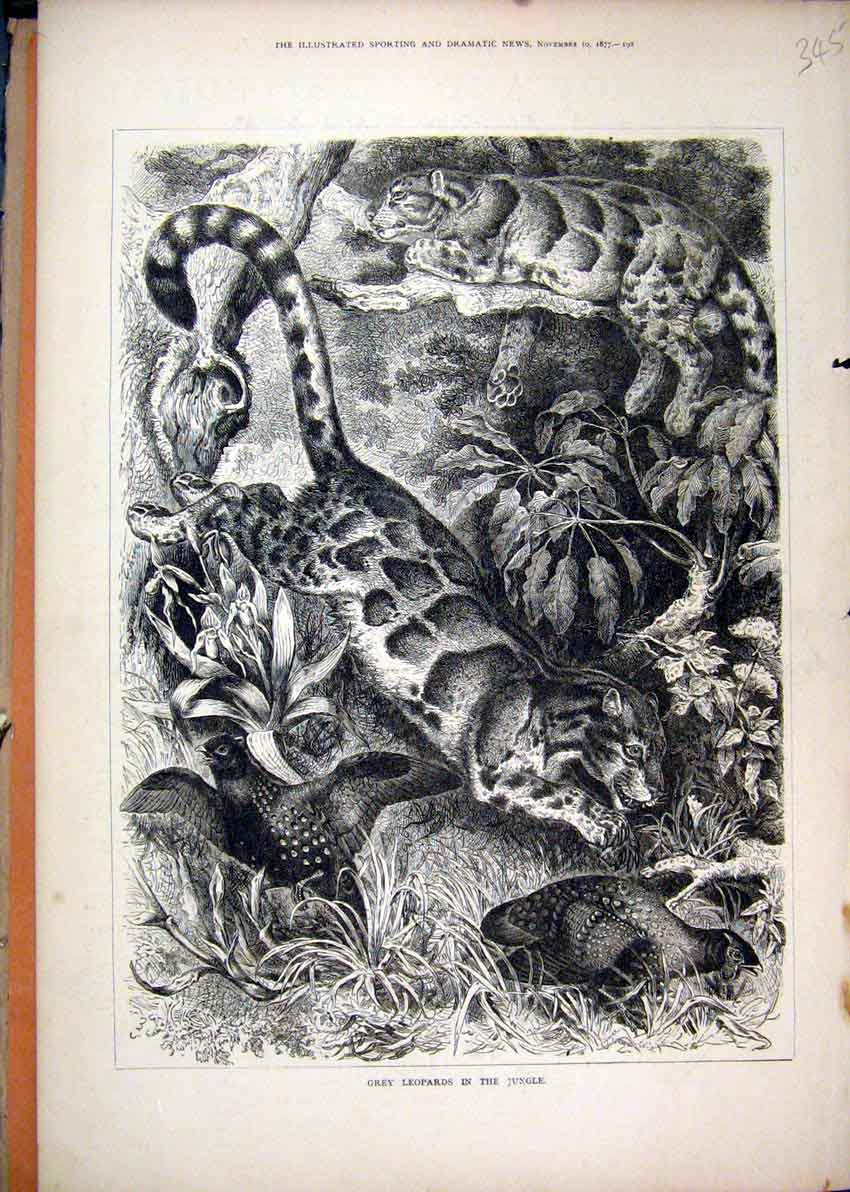Original Old Antique Print 1877 Grey Leopards Jungle Birds Wild Animals 19th