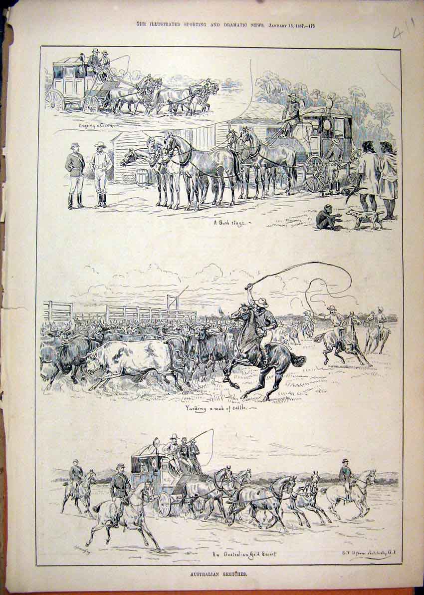 Old Antique Print 1887 Australian Sketches Yarding Cattle Horse Carriage 19th