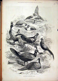 Original Old Antique Print 1876 Prince Menagerie Birds Pigeon Chicken Victorian