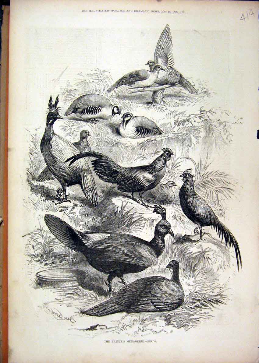 Original Old Antique Print 1876 Prince Menagerie Birds Pigeon Chicken Victorian