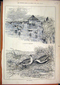 Original Old Antique Print 1883 Snipe Shooting Birds Wroxham Broad Flight Water