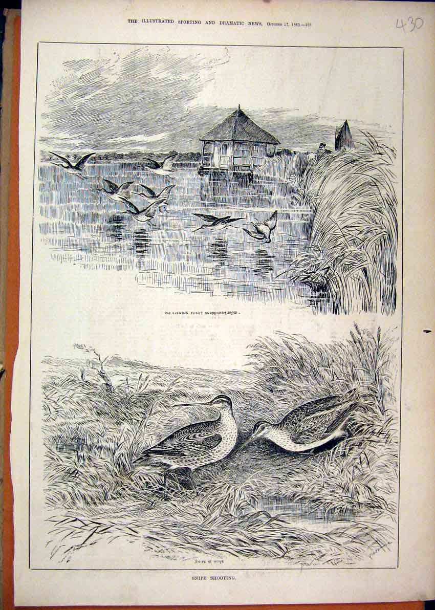 Original Old Antique Print 1883 Snipe Shooting Birds Wroxham Broad Flight Water