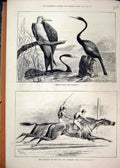 Original Old Antique Print 1880 Frigate Bird Darters City Suburban Horse Race