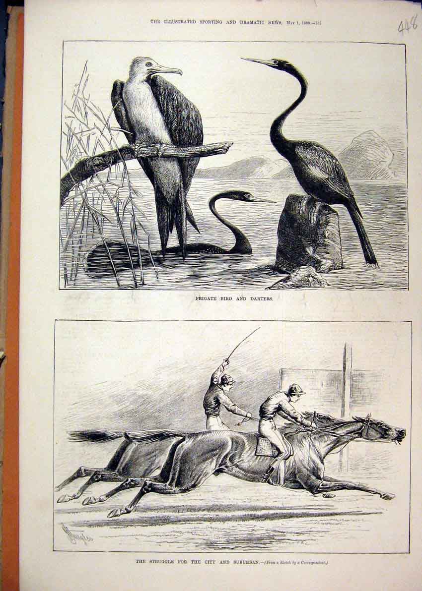 Original Old Antique Print 1880 Frigate Bird Darters City Suburban Horse Race