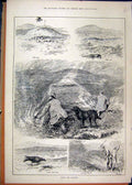 Old Antique Print Hunting Hawk Trap Weazel 1886 Hooded Crow Heather Fire 19th