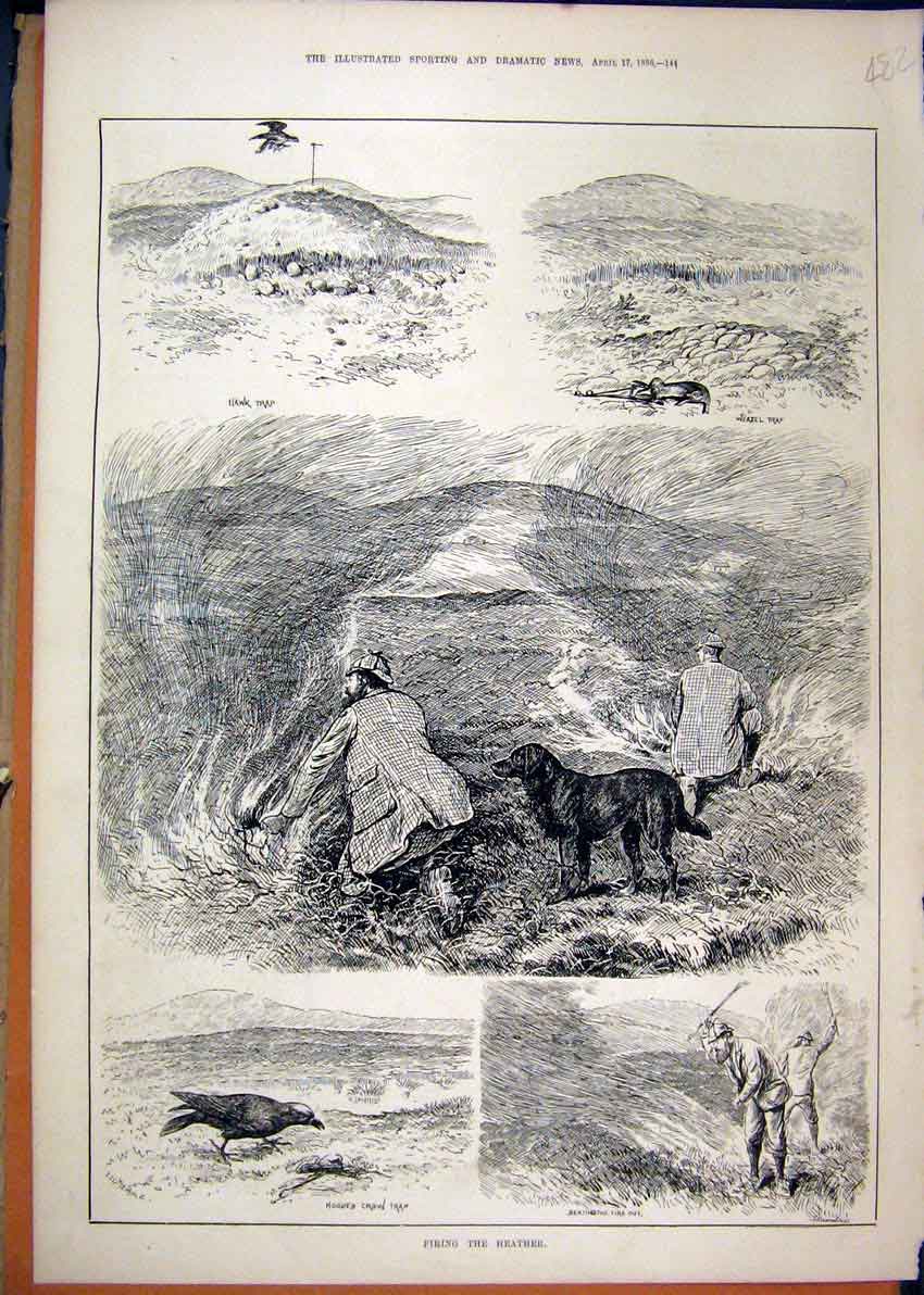 Old Antique Print Hunting Hawk Trap Weazel 1886 Hooded Crow Heather Fire 19th