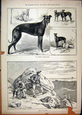 Original Old Antique Print 1886 Men Seagull Shooting Rocks Ringmer Greyhounds