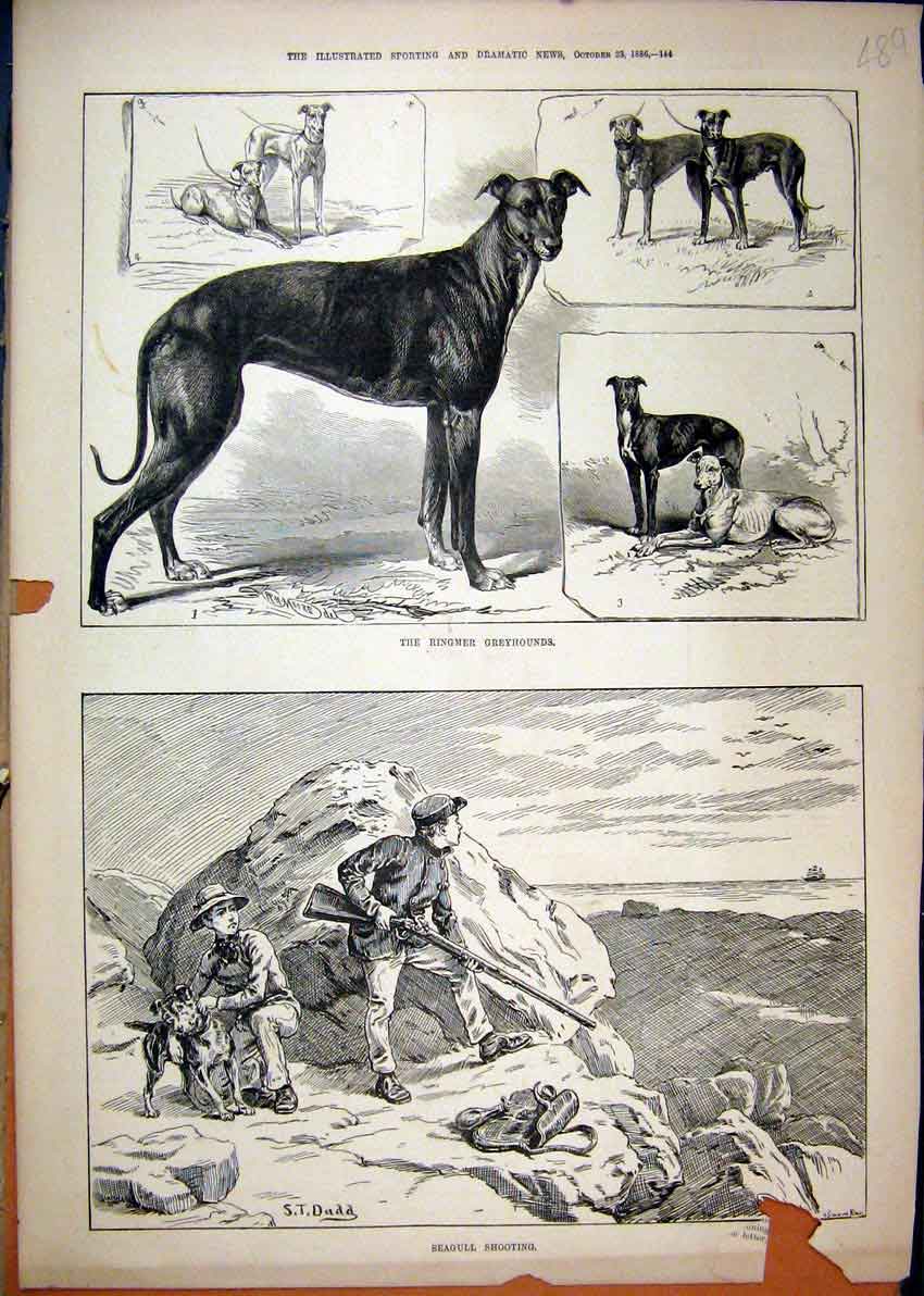 Original Old Antique Print 1886 Men Seagull Shooting Rocks Ringmer Greyhounds