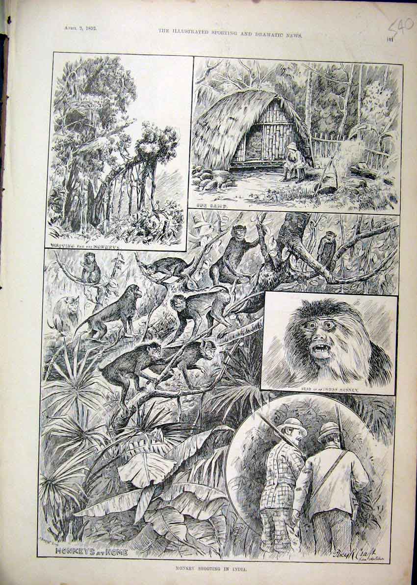 Original Old Antique Print 1892 Monkey Shooting India Camp Men Gun Trees 19th