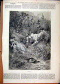 Old Antique Print Country Fine Art 1883 Dog Chasing Pheasant Grass Rocks 19th