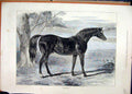 Original Old Antique Print 1874 Beautiful Black Horse Touchstone Country Scene