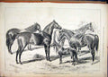 Original Old Antique Print 1876 Islington Horse Show Royal Jung Bahadoor Nawab