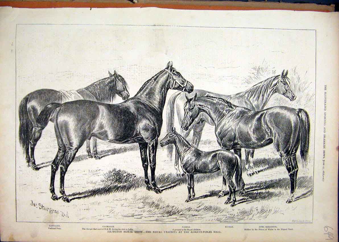 Original Old Antique Print 1876 Islington Horse Show Royal Jung Bahadoor Nawab