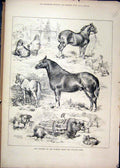 Original Old Antique Print 1878 Prize Winners Dunmow Cattle Poultry Show Horse