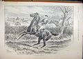 Original Old Antique Print 1896 Horse Jumping Refusing Fence Country Scene 19th