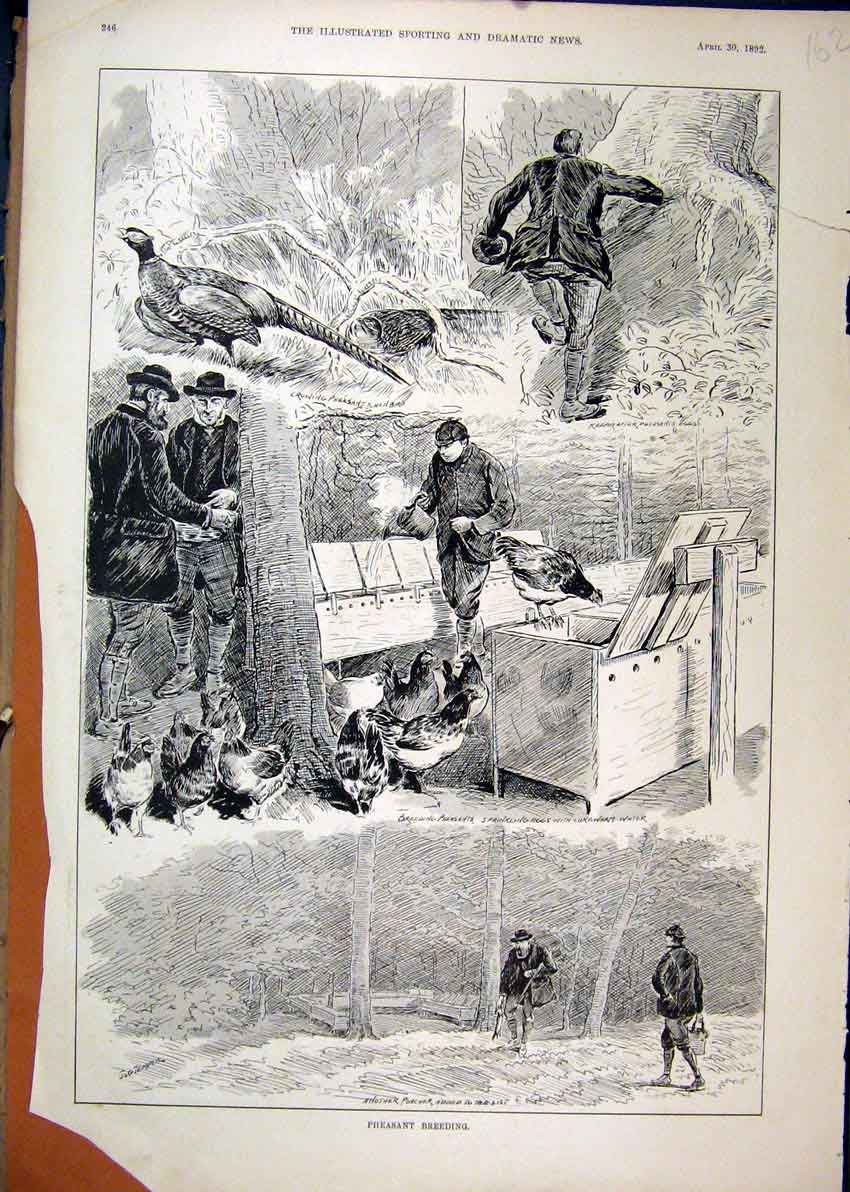 Original Old Antique Print 1892 Pheasant Breeding Growing Keeping Poacher 19th
