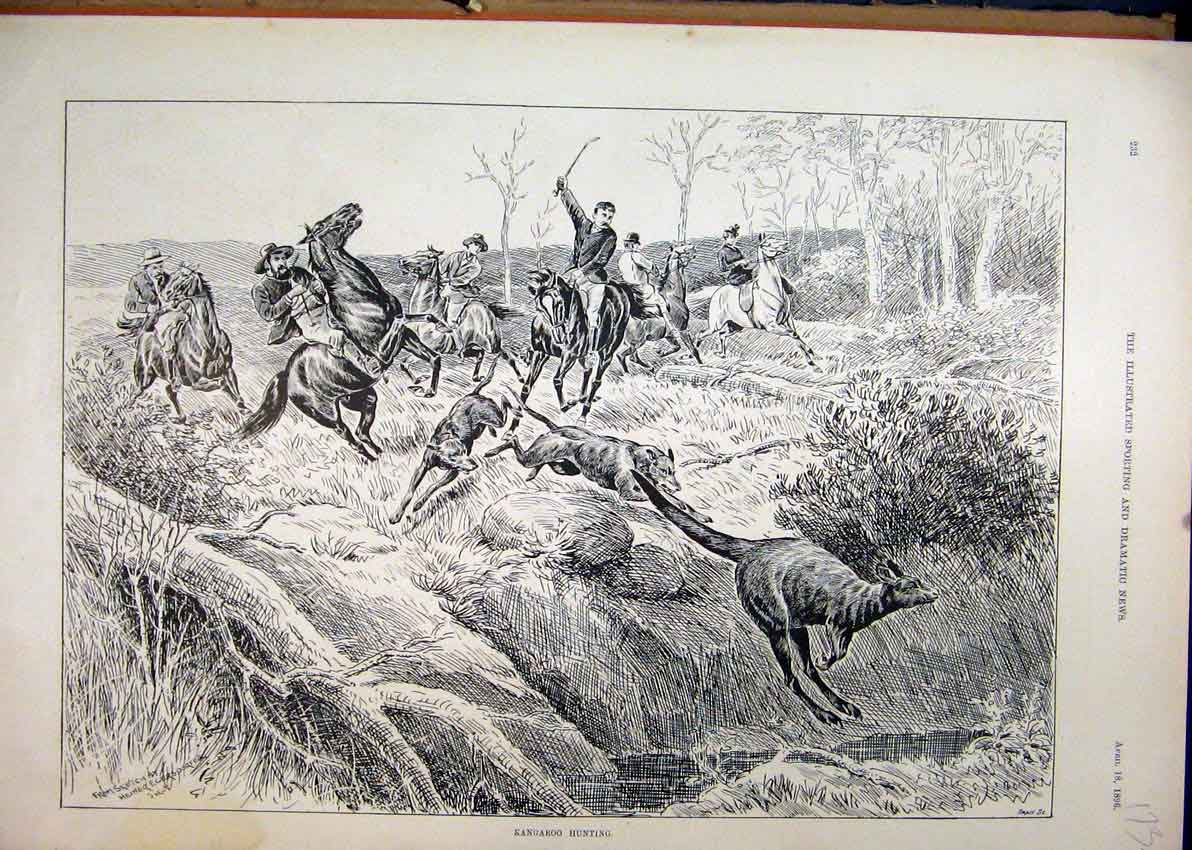 Original Old Antique Print 1896 Kangaroo Hunting Australia Men Horses Dogs 19th