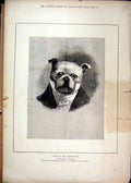 Original Old Antique Print 1880 Theatre Dogs Corporation Common Councilman 19th
