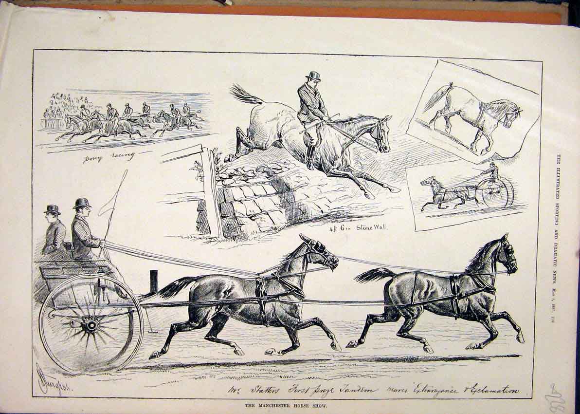 Original Old Antique Print 1880 Manchester Horse Show Pony Racing Tandem Jumping