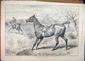 Original Old Antique Print 1888 Horse Loose Man Falling Water Country Scene 19th