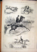 Original Old Antique Print 1880 Horse Show Islington Woman Rider Jumping Falling