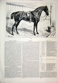 Original Old Antique Print Horse 1874 Bob Prince Wales Brown Gelding Victorian