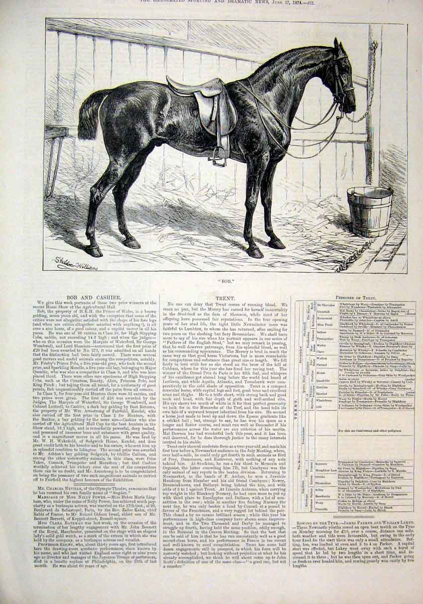 Original Old Antique Print Horse 1874 Bob Prince Wales Brown Gelding Victorian