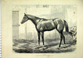 Original Old Antique Print 1874 Horse Trent Marshall Winner Grand Prix Victorian