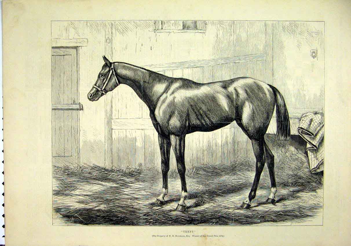 Original Old Antique Print 1874 Horse Trent Marshall Winner Grand Prix Victorian