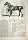 Original Old Antique Print 1874 Horse Cashier Man Leading Sheldon Williams 19th